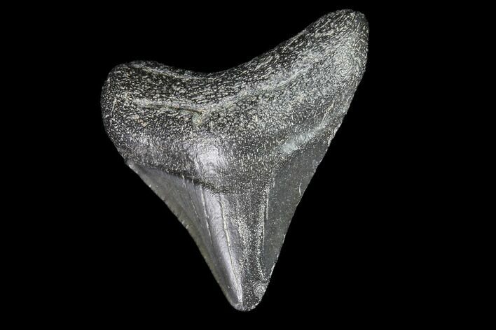 Juvenile Megalodon Tooth - Georgia #83685